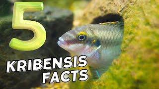 5 FACTS about Kribensis Cichlids Subscriber questions answered [upl. by Vidovic]