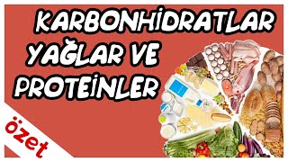 Karbonhidratlar Yağlar Proteinler Özet  TYT Biyoloji [upl. by Margo]