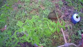 Cutting thick green weeds with a brush cutter around the trees before and after the rain [upl. by Nebuer]