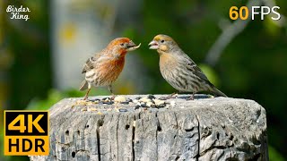 Cat TV for Cats to Watch 😺 Beautiful Birds Enjoy the Summer 🐦 8 Hours 4K HDR 60FPS [upl. by Elimay563]