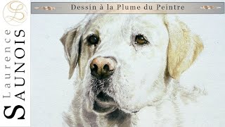 Dessin quotPachaquot à Plume du peintre de bécasse des bois par Laurence Saunois peintre animalier [upl. by Mollie]