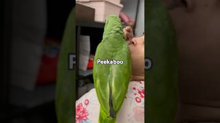 Peekaboo amazonparrot raisona [upl. by Johnette172]