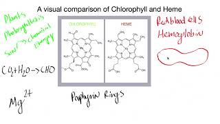 Chlorophyll vs Heme  a visual comparison  an Ode to Plants [upl. by Ayardna]