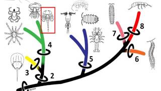 An Introduction to Arthropods  Presentation 2 Arachnomorpha [upl. by Orlena114]