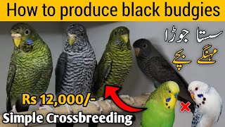 How to produce black budgies  Rare black budgies crossbreeding  Mujeeb Birds breeding [upl. by Steven]