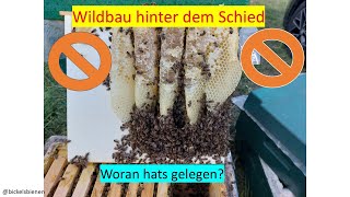 Wildbau hinter dem Schied und die mögliche Ursache [upl. by Sumedocin]