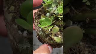 How to get rid of mealybugs on plants shorts [upl. by Amos]