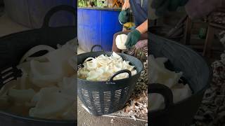 Awesome Skilled coconut cutting shots [upl. by Henning92]