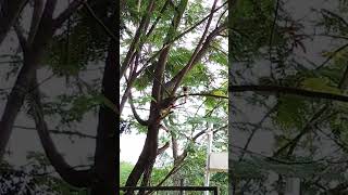 Beautiful Treepie tearing something tree birds youtubeshorts [upl. by Aitra]