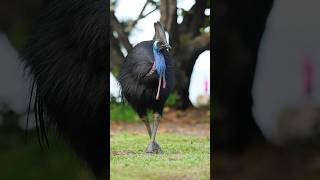 Northern cassowary cassowary dinosaur beautifulbirds birds birdswatching australia [upl. by Luo215]