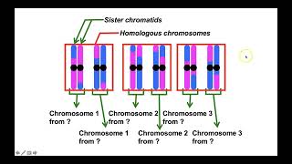 What are haplotype blocks in population and evolutionary genetics [upl. by Leirud671]