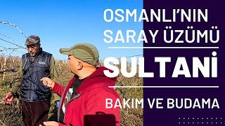 OSMANLININ SARAY ÜZÜMÜ HÂLÂ YAŞATILIYOR   BİR DÜNYA MARKASI SULTANİ  Talha Uğurluel [upl. by Jacinda]