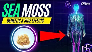 Sea Moss Benefits and Side Effects [upl. by Hershel607]