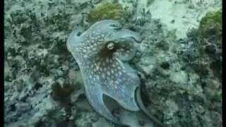 Octopus learns to recognize symbols [upl. by Yaya]