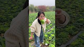 Why are rural farmers eating raw Bokchoy🥬🥦 vegetables like goats satisfying shorts [upl. by Falo94]