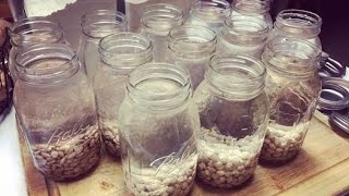 Soaking Beans using Mason Jar Method for Canning [upl. by Sevart373]