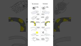 Diferencias morfológicas y comportamentales entre serpientes venenosas y no venenosas 🐍🧑‍🌾 [upl. by Osric]