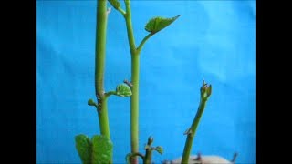 Growing Sweet Potato amp Water Spinach Indoors [upl. by Myrna]