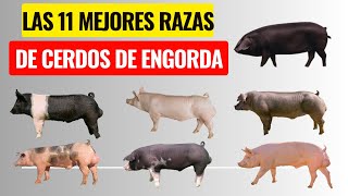 Las 11 mejores razas de cerdos de engorda y sus características [upl. by Easton67]