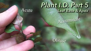 How to Describe the Base and Apex of a Leaf  Plant ID Part 5 [upl. by Manson999]