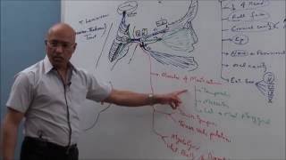 Trigeminal System  Neuroanatomy [upl. by Revart993]