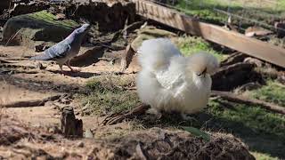 The Silkies Chickens Australia [upl. by Rogovy388]