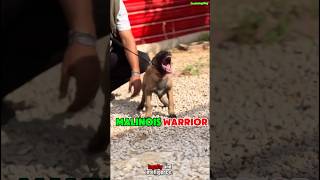 🔥 K9 Warrior Belgian Malinois dog dogtraining k9germanshepherd pets puppy [upl. by Feriga]