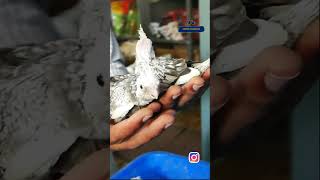 Pearl Cockatiel Hand feed chicks  shorts ഫുൾ വീഡിയോയുടെ ലിങ്ക് താഴെ വീഡിയോ ഡിസ്ക്രീപ്‌ഷനിൽ tamed [upl. by Duax]