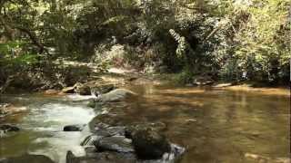 A Rainforest in North Carolina [upl. by Cal168]