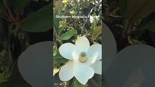 Southern Magnolia Flower [upl. by Sekoorb]