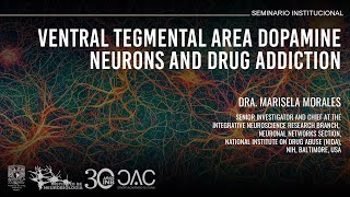 Ventral tegmental area dopamine neurons and drug addiction [upl. by Gaylord887]