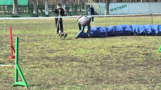 Boston terrier  Agility Open competition agility 20032011 Cyrill and Cheleste [upl. by Inafit580]