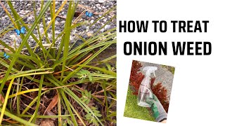 How To Treat Onion Weed  How To Kill Nutgrass  Gardening  Pakistani 🇵🇰 Australian 🇦🇺 [upl. by Ttenaj259]