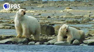 Polar Bears Hunt Beluga Whales [upl. by Namar554]