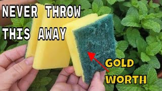 NEVER THROW THEM AGAIN  the sponges used are WORTH PURE GOLD on your plants in HOME AND GARDEN [upl. by Enyawd]