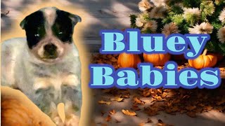 Australian Cattle Dog BLUE HEELER puppies Bluey puppy getting playful [upl. by Fritzie]