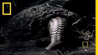 What in the World is a Pangolin  National Geographic [upl. by Corine]