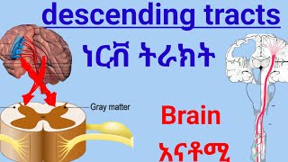 Descending tracts of Spinal Cord anatomy spinalcord nervoussystem ህብለ ሰረሰር ነርቭ ትራክት ሲስተም [upl. by Scriven]