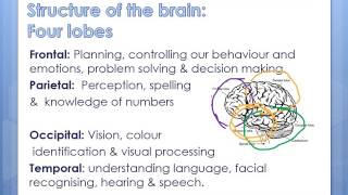 Biological psyc  Brain structure on aggression [upl. by Adyol]