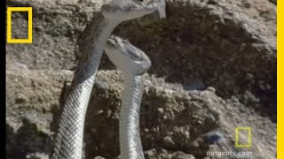 Rattlesnake Love  National Geographic [upl. by Marchak]