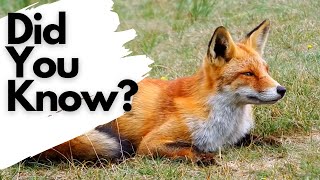 Things you need to know about RED FOXES [upl. by Yentruok819]