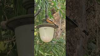 Rufous treepie bird youtube birds youtubeshorts shortsfeed vairalshort video [upl. by Tikna]