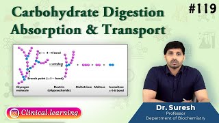 119 Carbohydrate Digestion Absorption amp Transport [upl. by Burrton678]