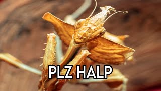 Another close call during Devils Flower Mantis molt UPDATE [upl. by Calli]