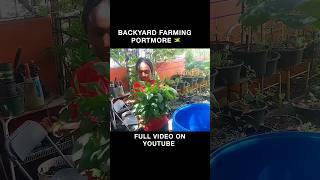 Harvesting AmaranthCallaloo Cook Callaloo Rice [upl. by Ardiedal154]