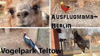 Ausflug zum Vogelpark Teltow AusflugmamaBerlin Ausflüge mit Kindern in Berlin [upl. by Means]