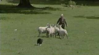 C4 Sheepdog Trials Part 1 [upl. by Safire]