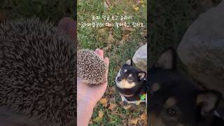 산책중 발견한 프랑스 야생 고슴도치🦔 너무 귀여움 프랑스일상 고슴도치 hérisson wildhedgehogs [upl. by Rebm485]