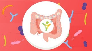 How Prebiotics Work  What is Bimuno® [upl. by Etteloiv]