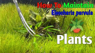 How to maintain Eleocharis parvula Plants  How to cutting Eleocharis parvula Plants [upl. by Elleirb]